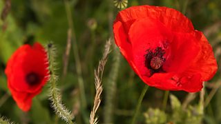 ѿý One: Remembrance Week