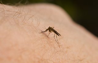  Mosquito piercing the skin of a human