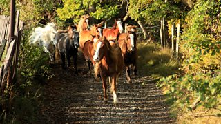 The making of The Hill Farm