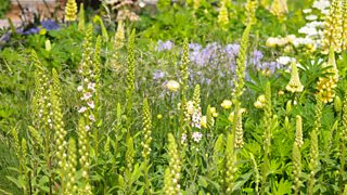 BBC Two - RHS Chelsea Flower Show - Garden 11: The Laurent Perrier Garden