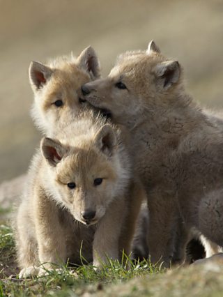 BBC Two - Snow Wolf Family and Me - Pups