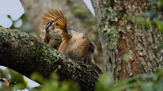 Birds of paradise dating dances