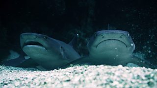 whitetip reef shark