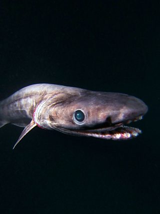 BBC One - Shark - Frilled shark