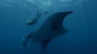 Read more from the team that made Shark