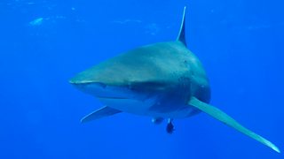 BBC Radio 4 - Natural Histories, Sharks - 10 Fintastic Facts About Sharks