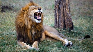 BBC Radio 4 - Radio 4 in Four - Nine roar-some facts about lions