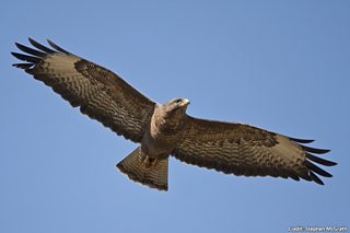 BBC Blogs - Springwatch - Wing Tips: Identifying our birds of prey