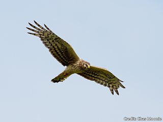 Hawk Identification Chart