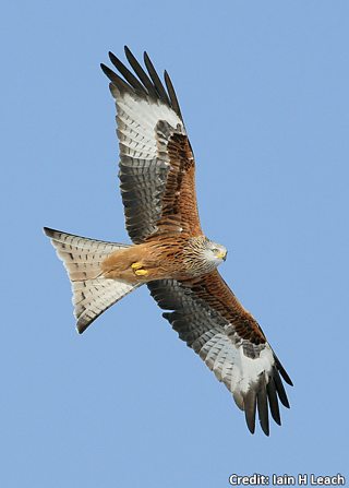 BBC Blogs - Springwatch - Wing Tips: Identifying our birds of prey