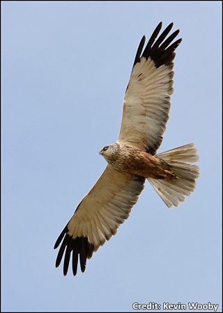 BBC Blogs - Springwatch - Wing Tips: Identifying our birds of prey