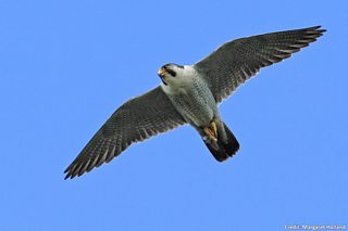 BBC Blogs - Springwatch - Wing Tips: Identifying our birds of prey