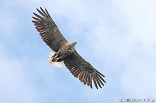 BBC Blogs - Springwatch - Wing Tips: Identifying our birds of prey