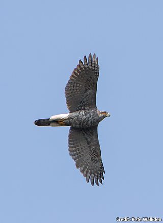 BBC Blogs - Springwatch - Wing Tips: Identifying our birds of prey