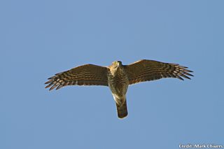 British Birds of Prey & Owls A4 Identification Chart Wildlife