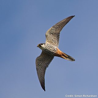 BBC Blogs - Springwatch - Wing Tips: Identifying our birds of prey