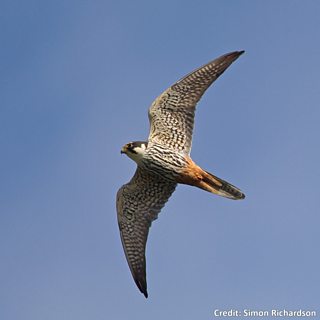 Bbc Blogs Autumnwatch Wing Tips Identifying Our Birds