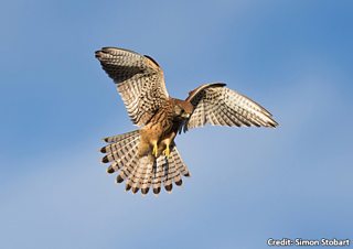 Raptor Identification Chart