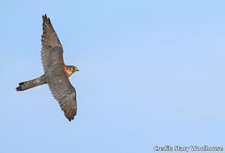 The UK's Birds of Prey - Happy Beaks Blog