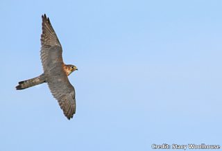 How To Identify UK Birds of Prey in Flight