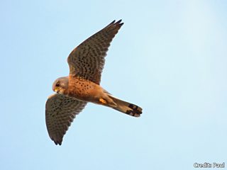 British Birds of Prey & Owls A4 Identification Chart Wildlife