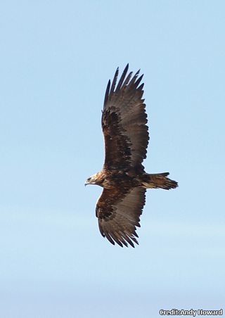 BBC Blogs - Springwatch - Wing Tips: Identifying our birds of prey