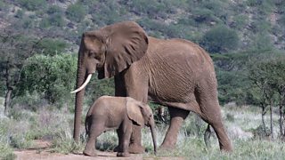 Presenter's blog post: 'The more you watch elephants, the more you see the world through their eyes'