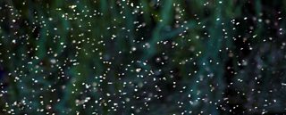 Why do midges cause such misery?