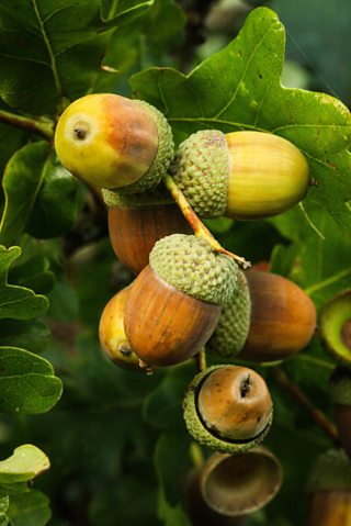 Acorns Information and Facts