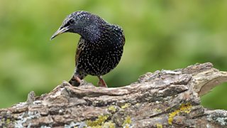 The European Starling