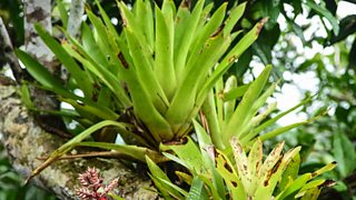 Plant and animal adaptations - Tropical rainforests - AQA - GCSE Geography  Revision - AQA - BBC Bitesize