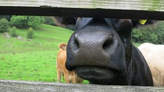 c Blogs The Archers Pip Some Escaped Cows And The Ibr Virus