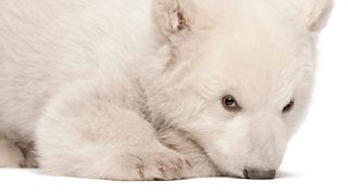 Why are baby animals so cute?