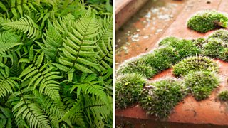 how are ferns and mosses classified