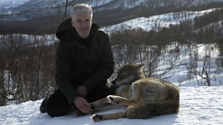 Meet the wolves of Polar Park