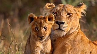 Meet the super parents