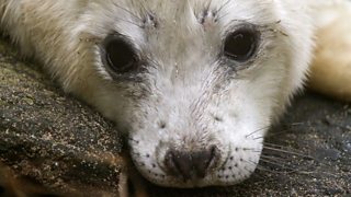 What sinister secret about seals was captured during filming?
