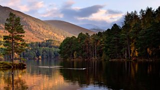 Where can I find rare wildlife in the Highlands?