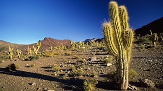 How Cactus Adapted To Survive In Desert : So how do cacti that live in