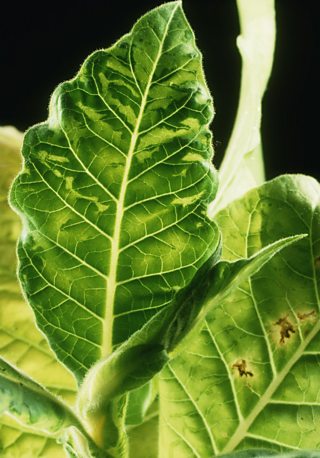 A tobacco leaf infected with tobacco mosaic virus