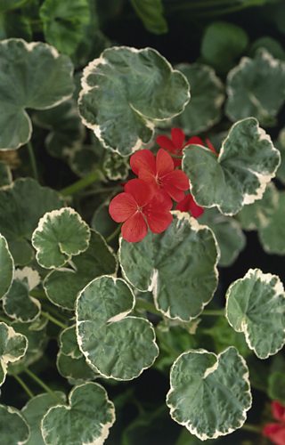 Geranium flowers