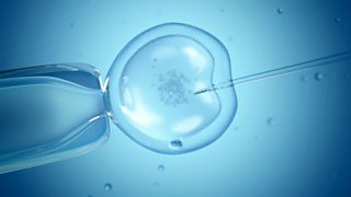 An egg fertilised with sperm during IVF treatment
