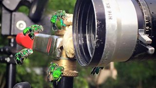 More from Earth's Festival of Life