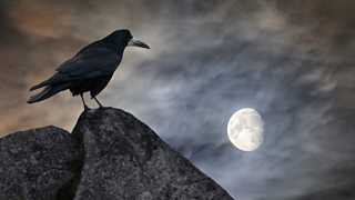 Feathered friends or foes? Eight birds, rich in myth and folklore…