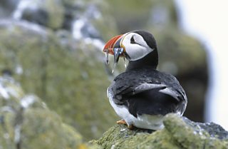 New Species of Puffin Evolved in Response to Climate Change
