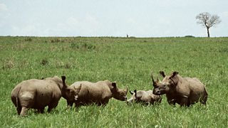 BBC Two - Natural World - My life protecting Sudan’s cousins in the wild