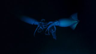 BBC One - Blue Planet II - Filming Humboldt squid in Chile