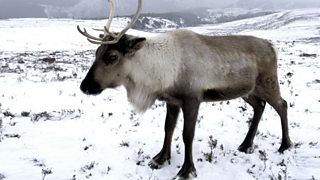 Natural Histories: Reindeer