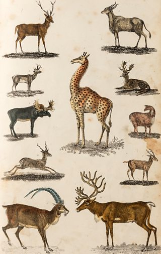 BBC Radio 4 - Natural Histories - Giraffemania: When Europe went spotty ...