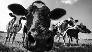 How hot is your hooter?